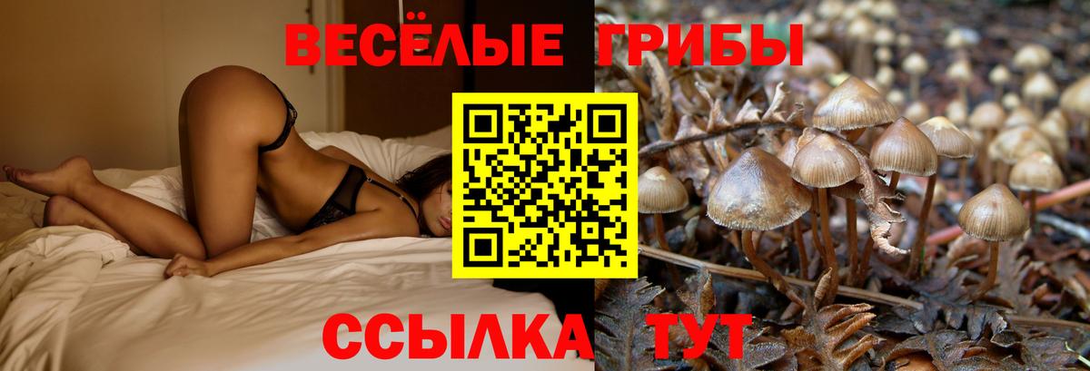 Псилоцибиновые грибы Psilocybe  Псилоцибиновые грибы мухоморы  как найти закладки  Вход с VPN  Вышний Волочёк 
